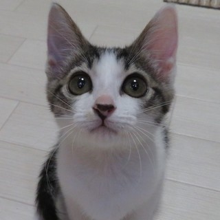 超☆美人「あさひちゃん」