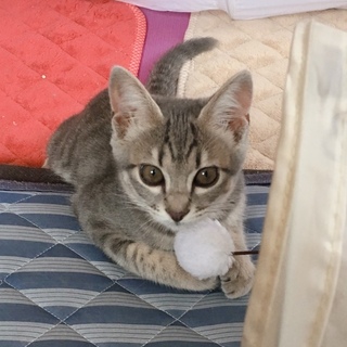 おしゃれなパステル♡あさぎちゃん