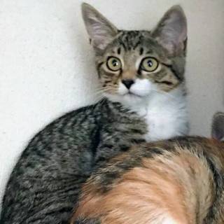 【シャケ茶漬け】おかげ様で里親さまが決まりました！