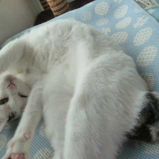 ナデナデを催促する甘えん坊のパステル三毛☆