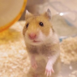我が家のハムさん