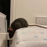 【募集再開】女の子ラット:黒＊里親募集＊ サムネイル6