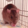 【募集再開】女の子ラット:黒＊里親募集＊ サムネイル7