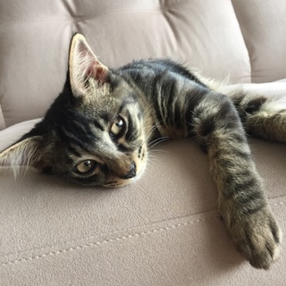 甘えん坊で遊び好き子猫です！
