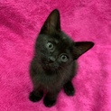 子猫の黒猫ちゃん里親さんを探しています！
