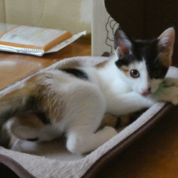 わが家に来て２年