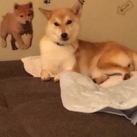 ねね