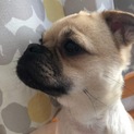 ミックス犬(女の子)