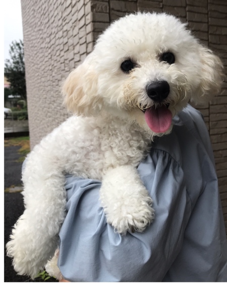 募集停止 ビション プ 栃木県 犬の里親募集 ペットのおうち 月間利用者150万人