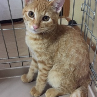 可愛い茶とらの兄弟里親さん募集