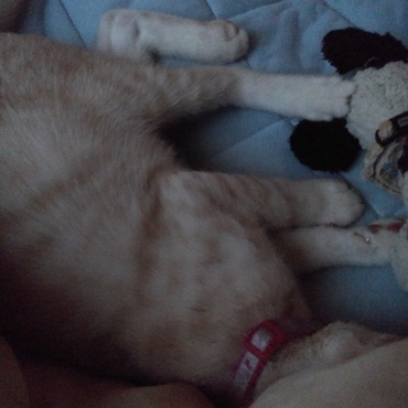 慣れるまでは無理強いしない