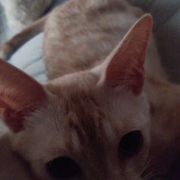 数回誘って撫でてを繰り返すと慣れるものです。