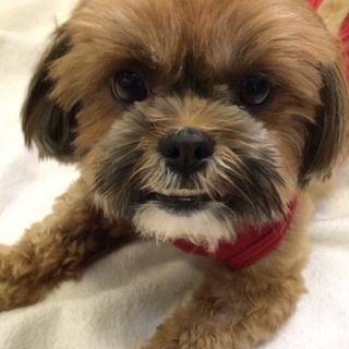 全てが可愛い❤️小麦ちゃん