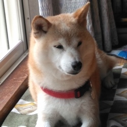 奇跡の？ぺろりんちょ(๑´ڡ`๑)