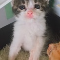 ぽよぽよのお腹のプラムくん♪