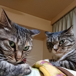 コワモテ猫姉妹