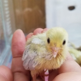 姫うずら8/12生まれ☆7羽里親募集