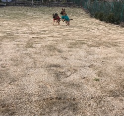 プライベートドックラン完成