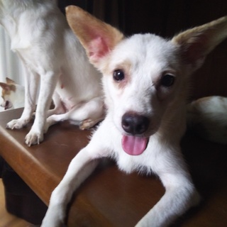 至急！里親募集！ 2歳のMix