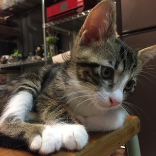 アメショーmixのイケメンキジ白君