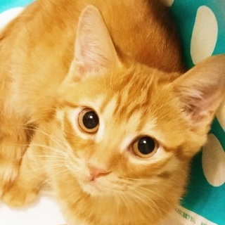 遠慮深いこちゃちゃろう♪