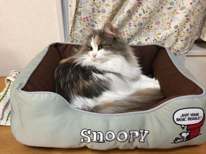 ムーニャ