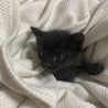 可愛い子猫が産まれました！ サムネイル2