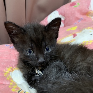 可愛い子猫が産まれました！