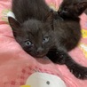 可愛い子猫が産まれました！ サムネイル5