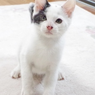 〇個性的な白黒柄と尻尾が可愛い♡りつ・♂〇