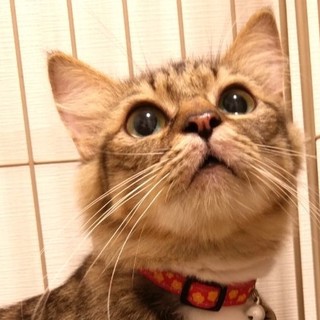 【長毛キジ 約9ヶ月メス】乃々