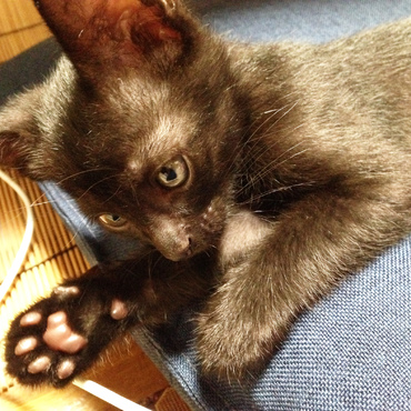 目の色はすっかり金色