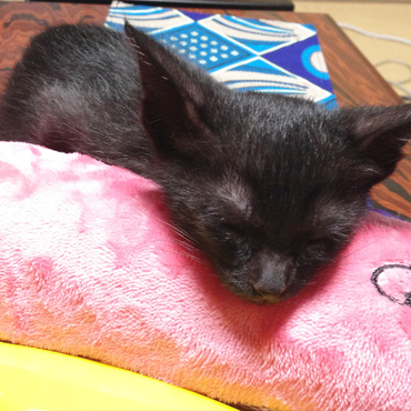 まだ大きすぎた、けりぐるみを枕にする