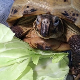 家族として最後まで愛してくださる方、お願いします。