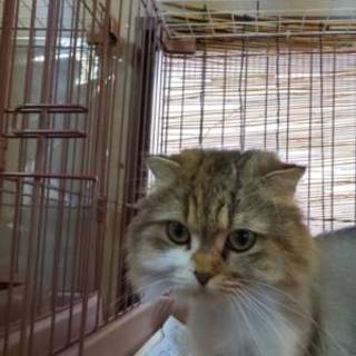 可愛い耳折れスコテシュフォールドちゃん