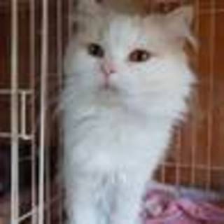 御家族で可愛がってくれる方