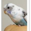 メスのセキセイインコ 青年期