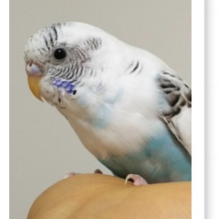 メスのセキセイインコ 青年期