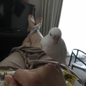 オスのセキセイインコ