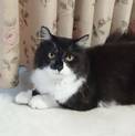 ノルウェージャン風な猫さんです♪