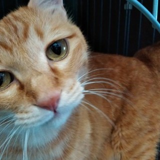 お見合い希望あり、募集一時停止