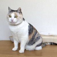 もみじ