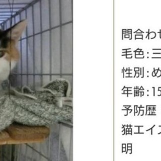 大人なので落ち着いています。