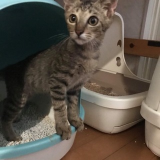 保護猫です。どうか家族に迎えて下さい。