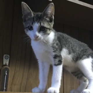 甘えたの女の子