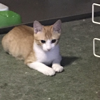 突然現れた茶トラ白の男の子