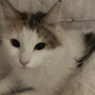 ノルウェージャン メス