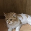 ノルウェージャン メス