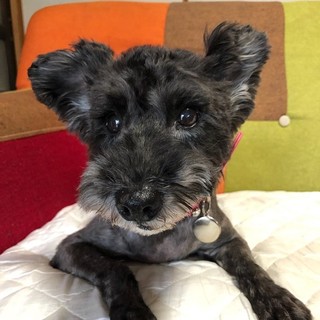 とても大人しくて穏やかな女の子♪