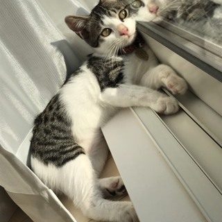 生後4ヶ月 やんちゃな男の子 ごま